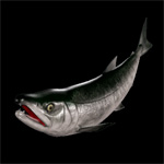 魚